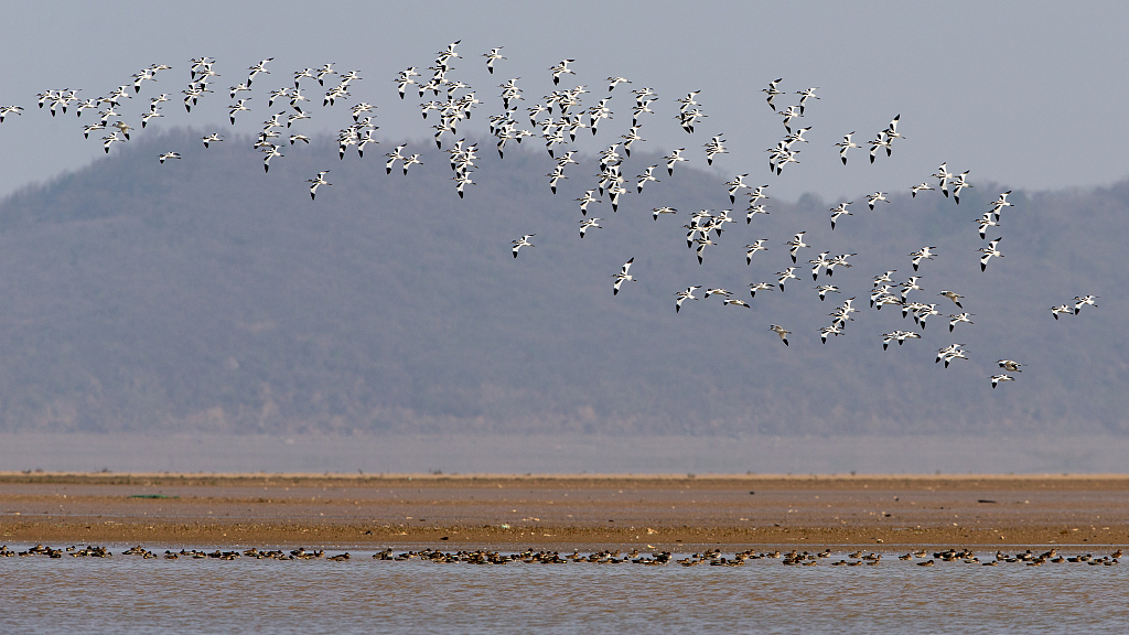 China Planta Hierba De Cinta Para Alimentar A Aves Invernantes En Su