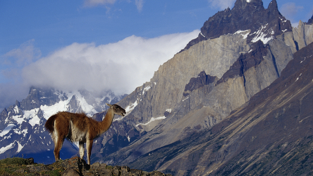 Bolivia celebra hallazgo de 66 guanacos en peligro de extinción - CGTN