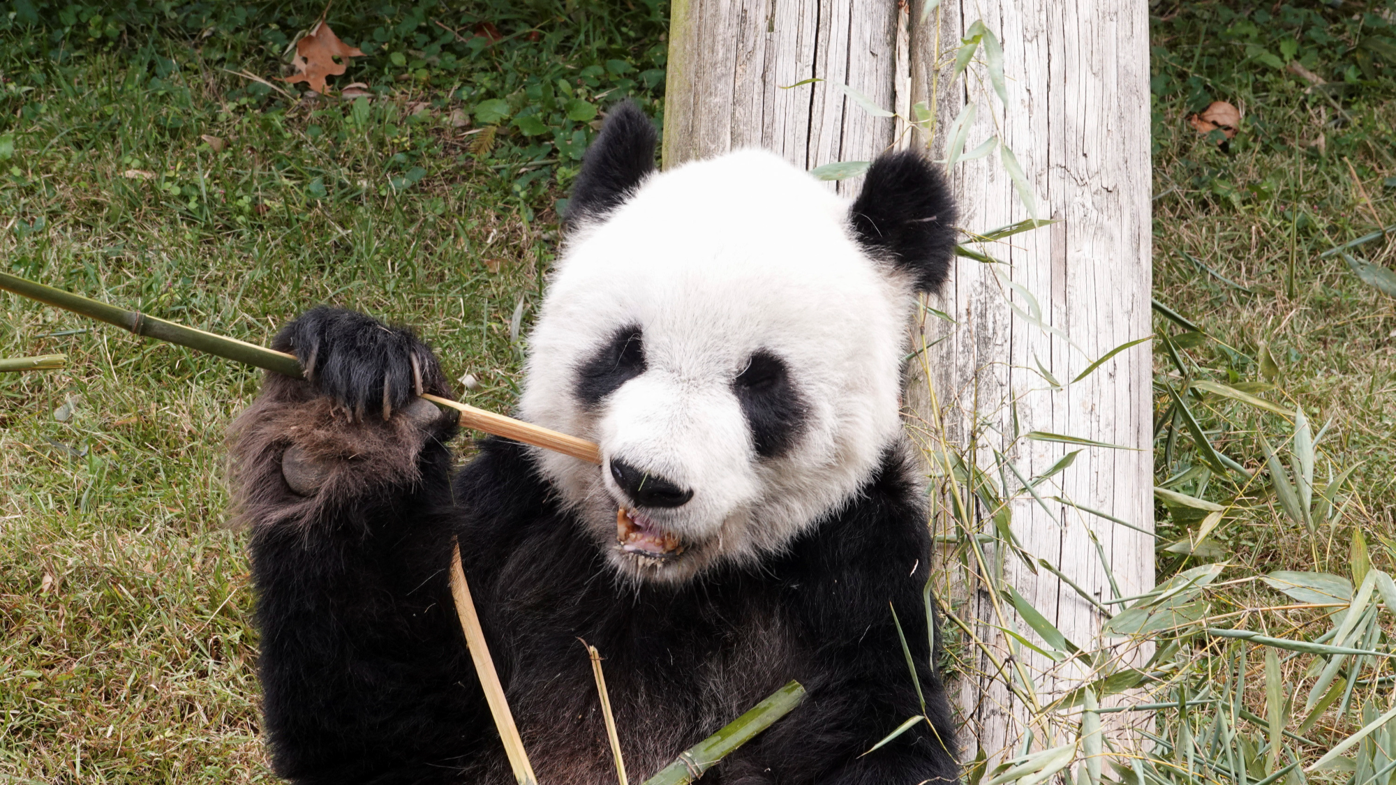 Cómo hizo China para salvar a los osos panda gigantes de la extinción? -  BBC News Mundo