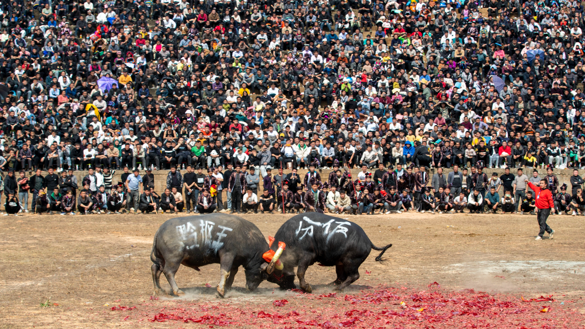 Se celebra corrida de toros en una aldea de la provincia de Guizhou - CGTN  en Español