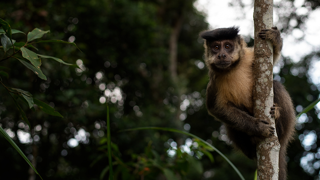 Brasil logró reducir el número de especies de flora y fauna en peligro