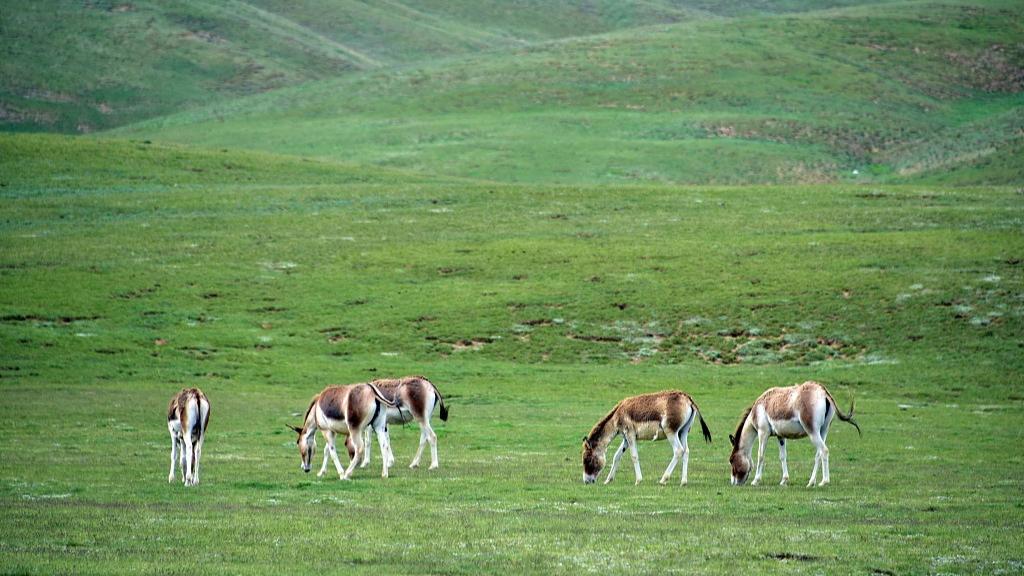 Parque Nacional de Sanjiangyuan de China emite plan maestro para ...