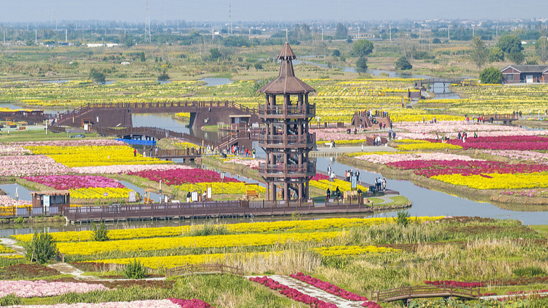 Un mar de flores muestra el desarrollo agrícola de Jiangsu – CGTN