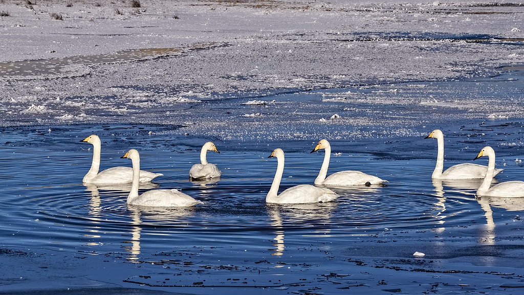 El encanto invernal del lago Luaniao: tres especies protegidas comparten un mismo hogar – CGTN en Español